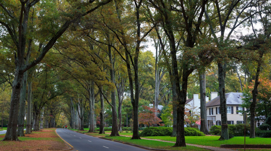 a row of trees along the side of a road in a residential neighborhood