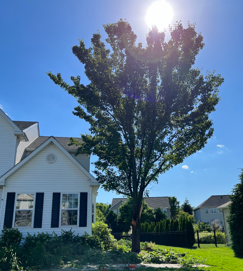 a large tree in front of a white house with black shutters