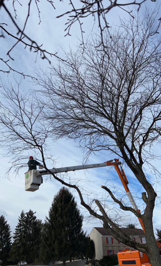 a man in a bucket is cutting a tree