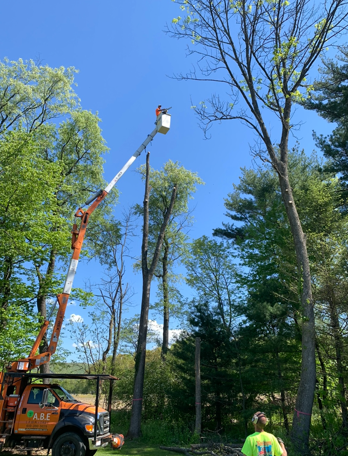a man in a yellow shirt is standing next to a crane cutting a tree