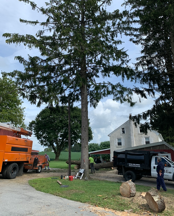 a large tree is being cut down by a truck