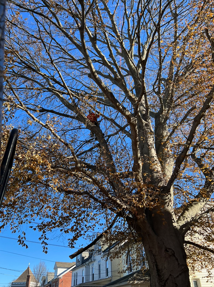 a tree with a lot of branches and leaves against a blue sky
