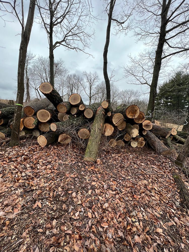 a pile of logs sitting on top of a pile of leaves in a forest