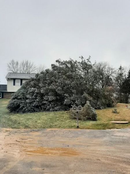 a large tree is sitting in the middle of a yard in front of a house