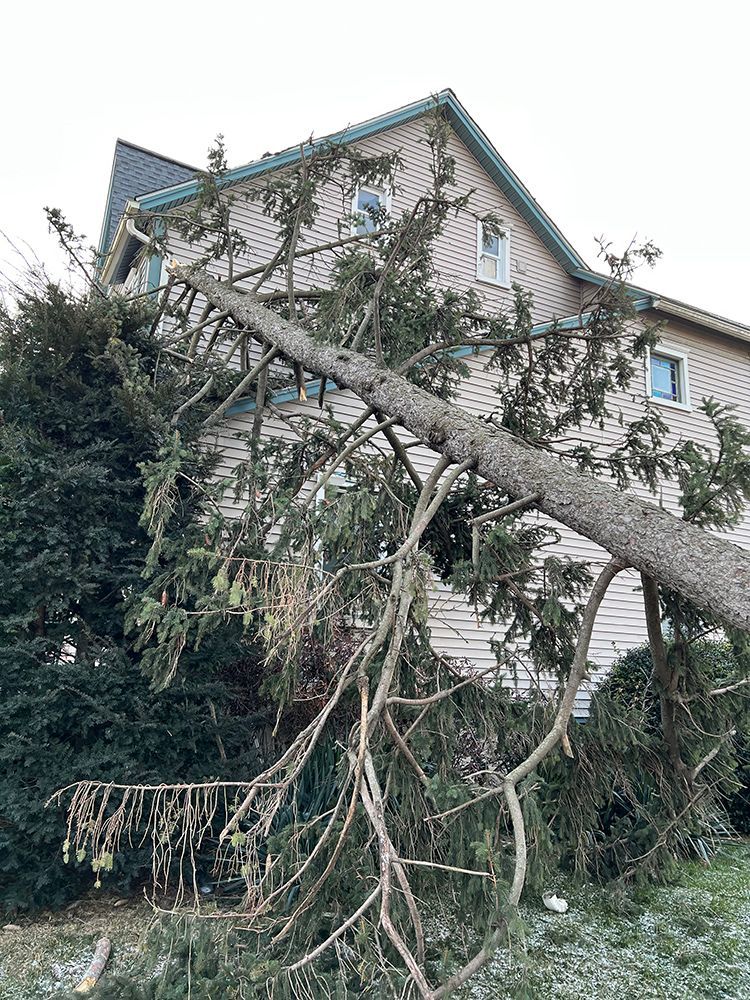 a tree has fallen on the side of a house