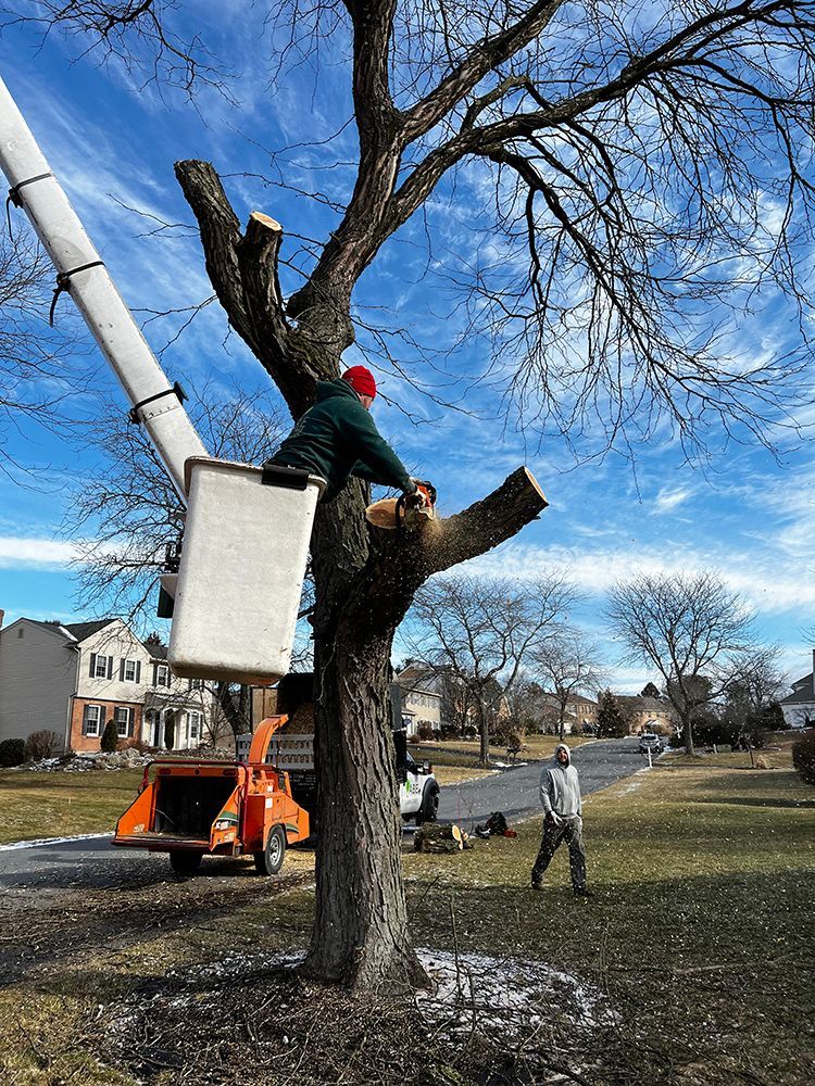 a man is cutting a tree with a chainsaw from a crane