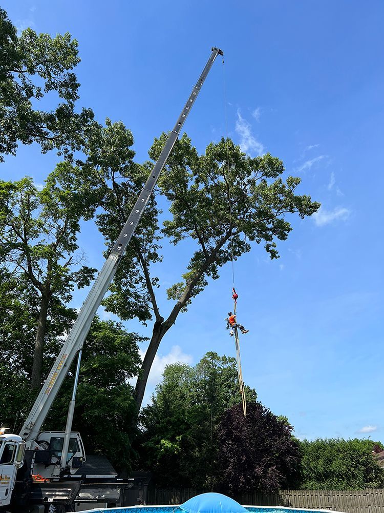 a crane is lifting a tree over a pool