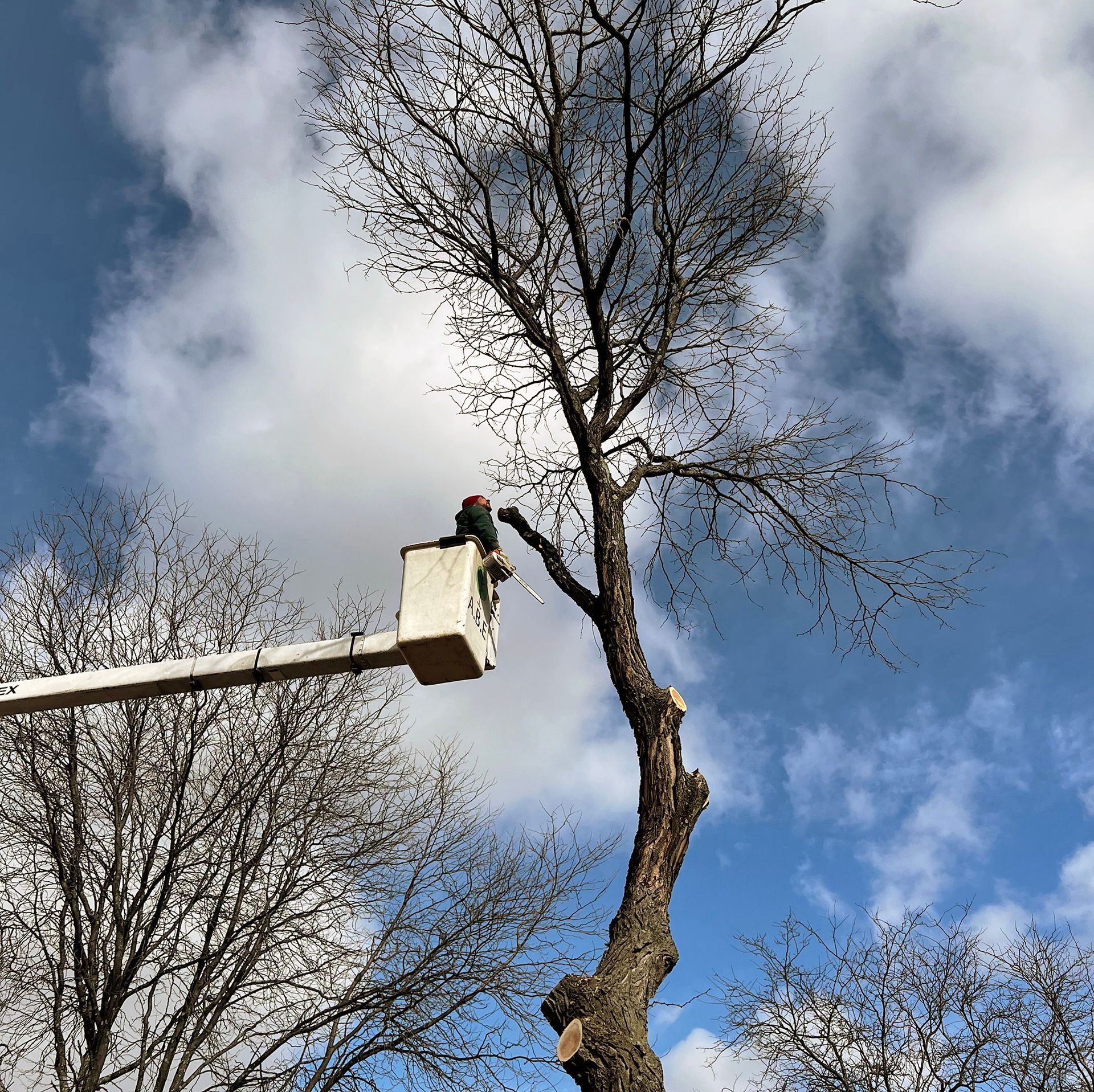 a man in a bucket is cutting a tree