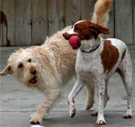 A brown and white dog with a red ball in its mouth