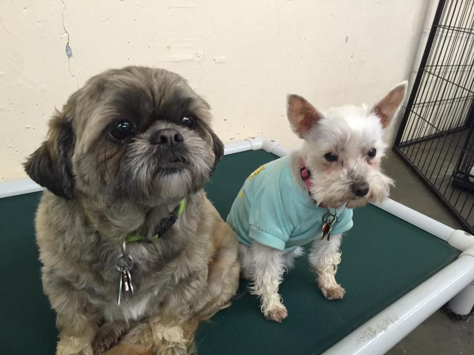 Two small dogs are sitting next to each other on a green blanket.