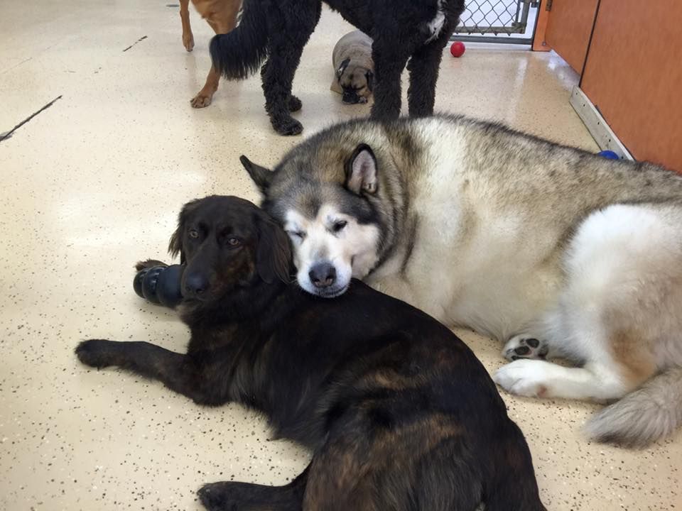 A group of dogs are laying on the floor together