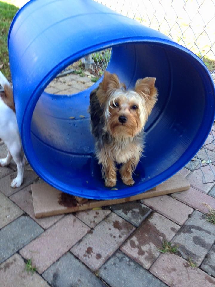 A small dog is standing inside of a blue barrel