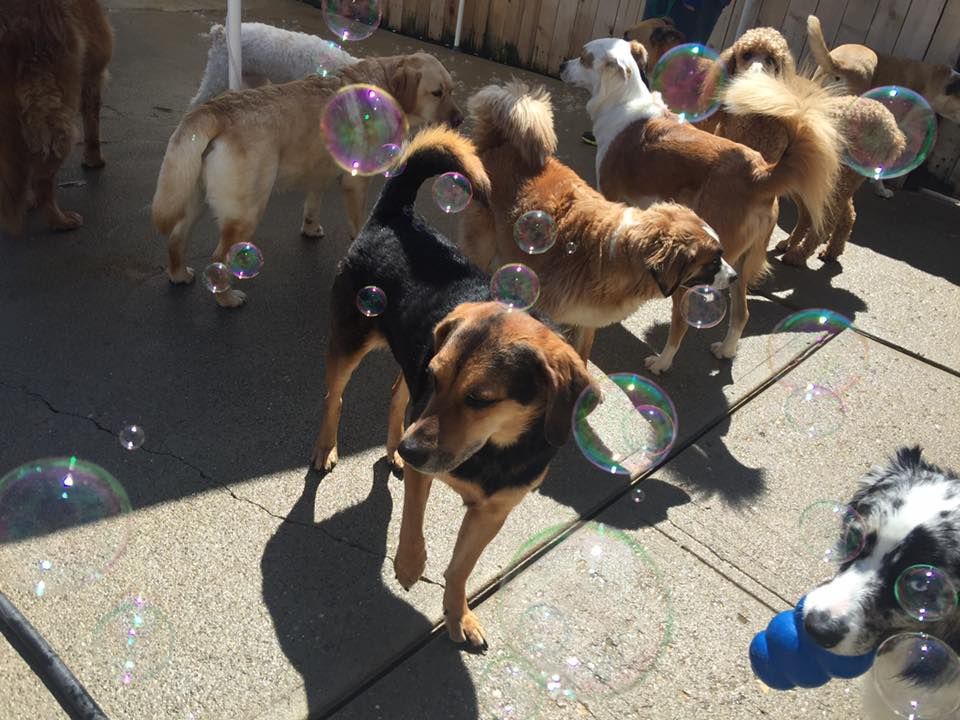 A group of dogs playing with soap bubbles on a sidewalk