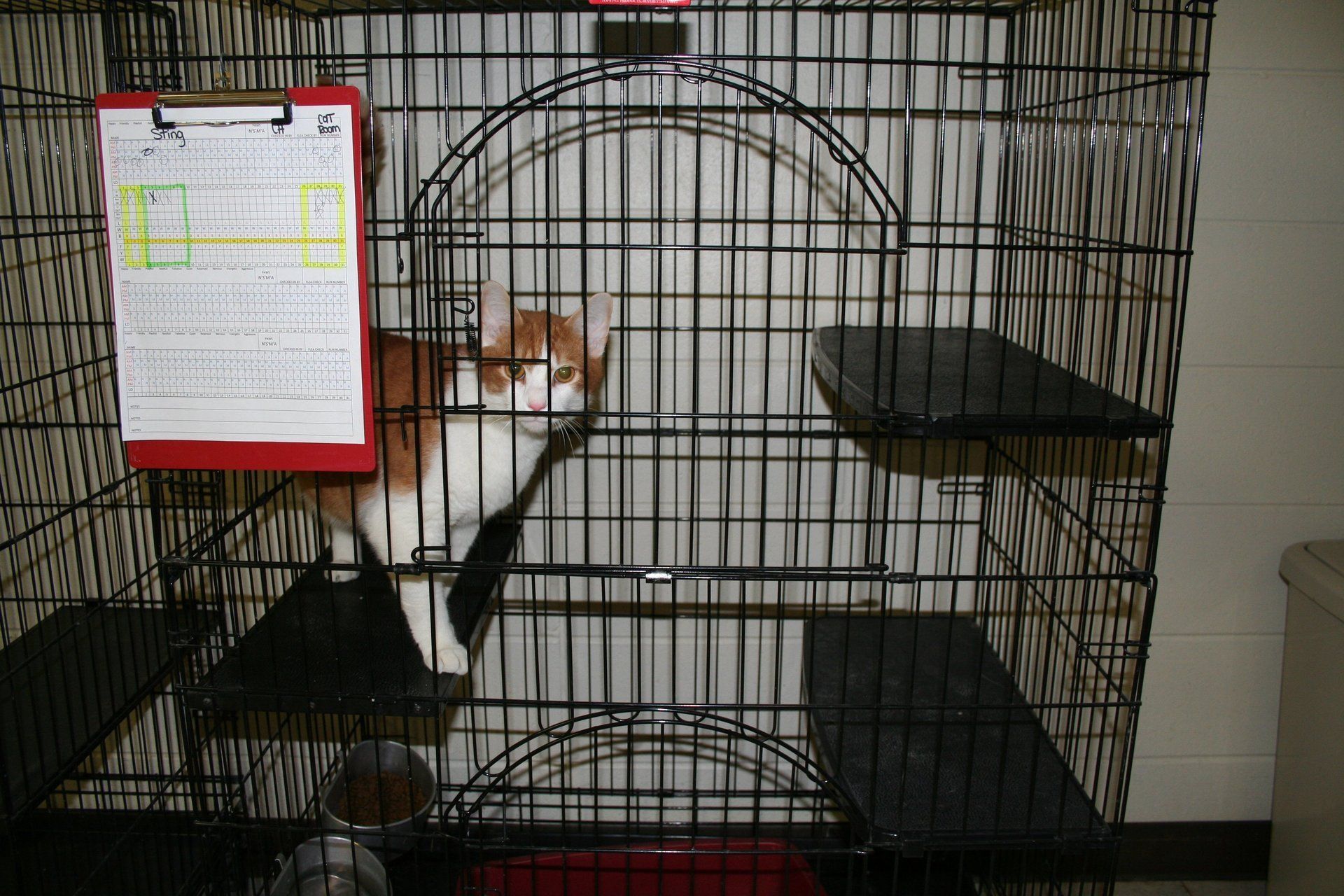 A cat is sitting in a cage with a clipboard attached to it