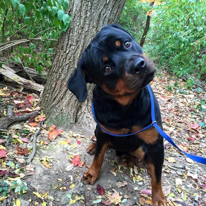A black and brown dog wearing a blue leash is sitting next to a tree