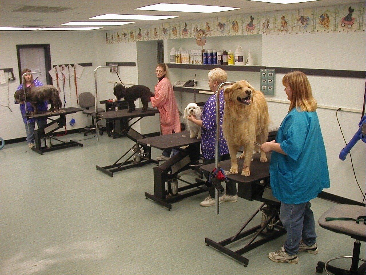A group of people are grooming dogs in a room
