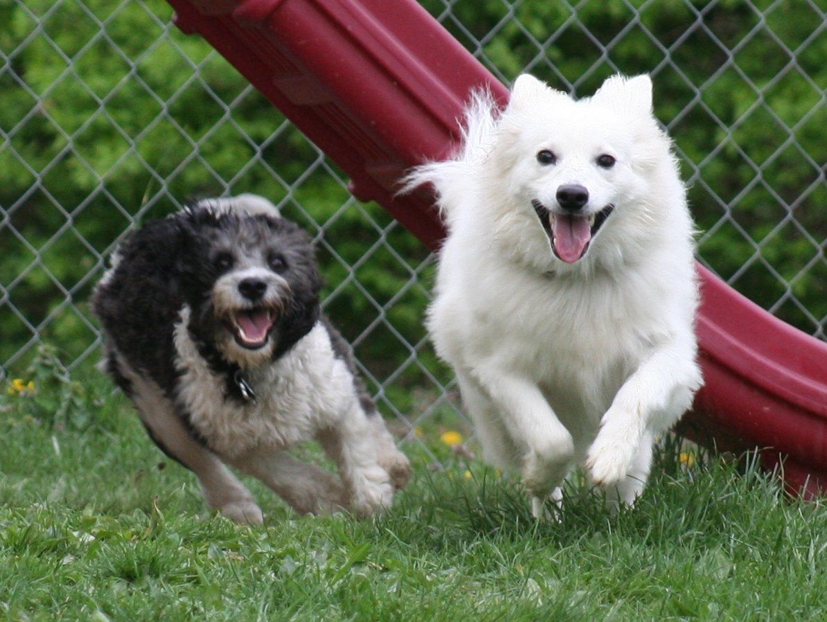 A black and white dog is running next to a white dog