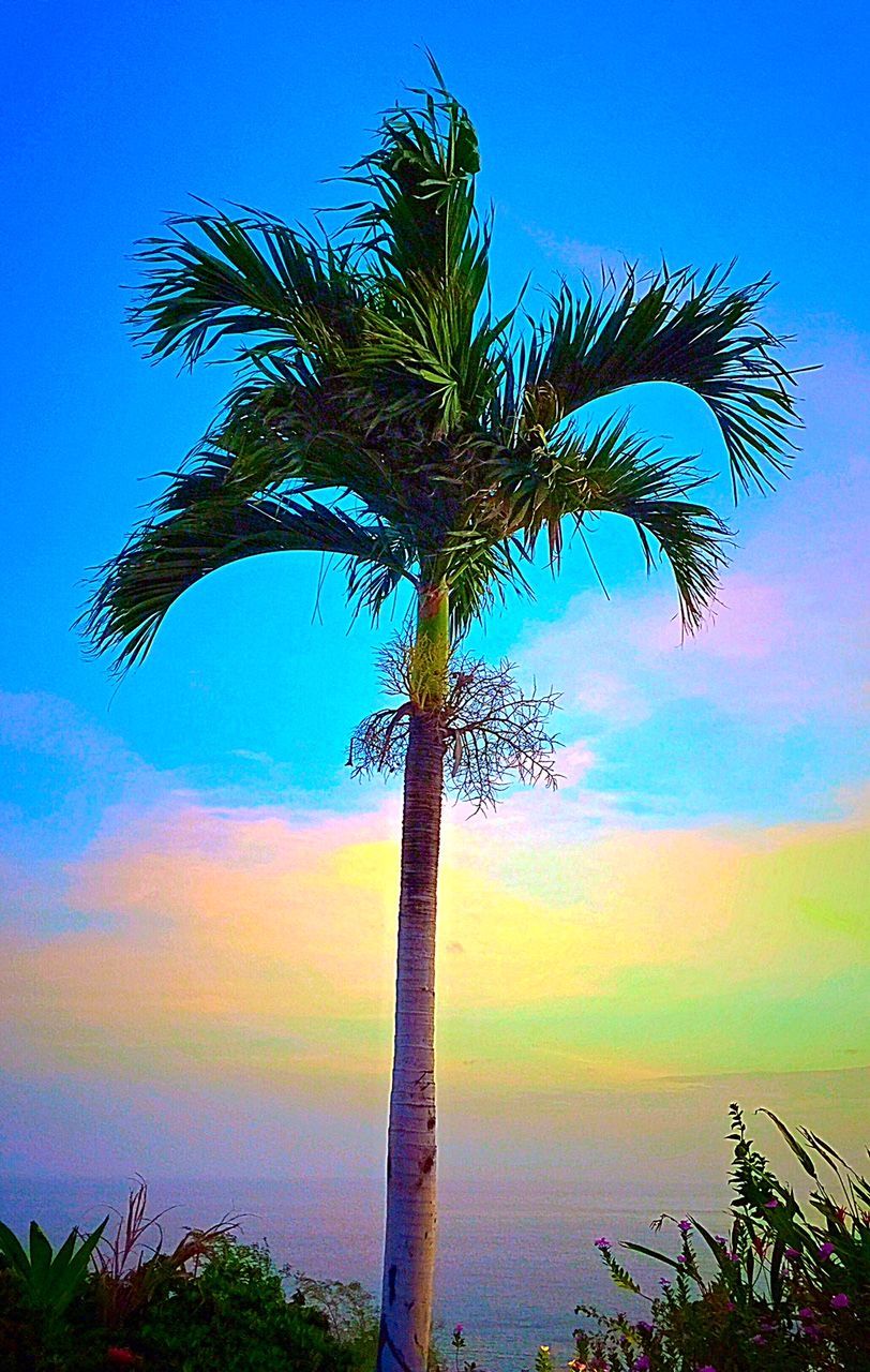 Palm tree