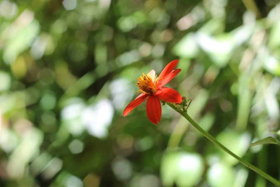 flower