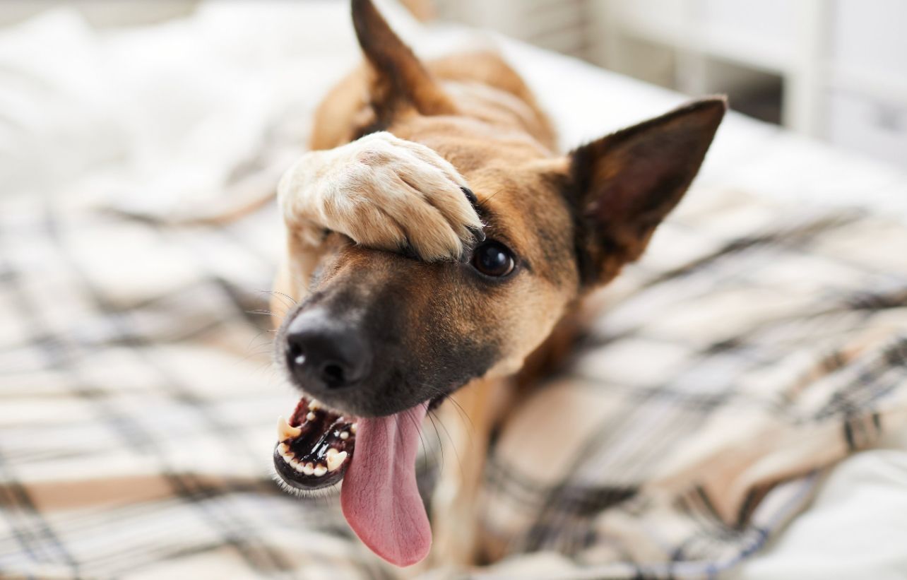 A dog is laying on a bed covering its face with its paw
