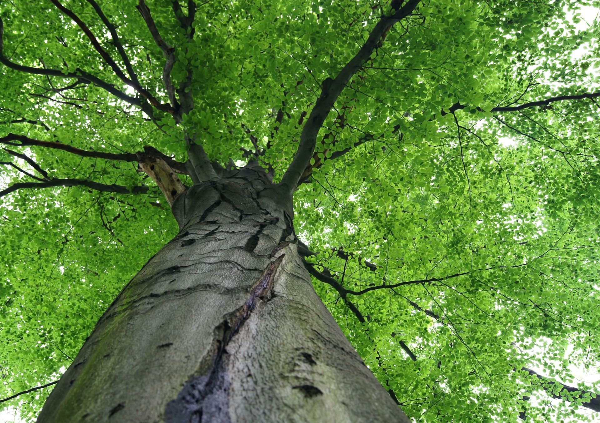 Lancaster County, PA - Sunny Slope Tree Service