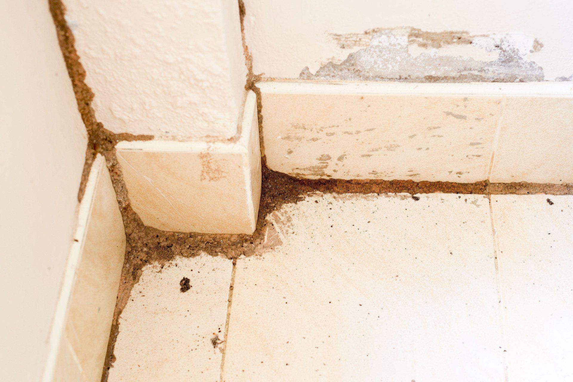 termite services