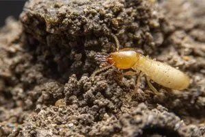 Termite