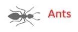 Ant pest control icon