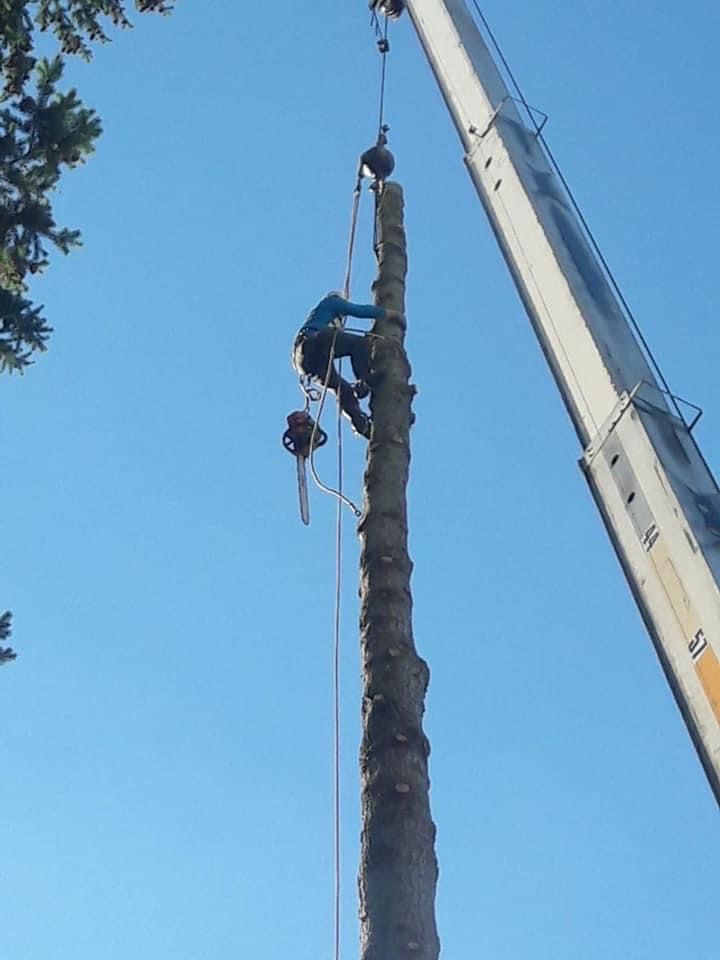 Arborist using a chainsaw on tall tree trunk, with crane assisting against blue sky.