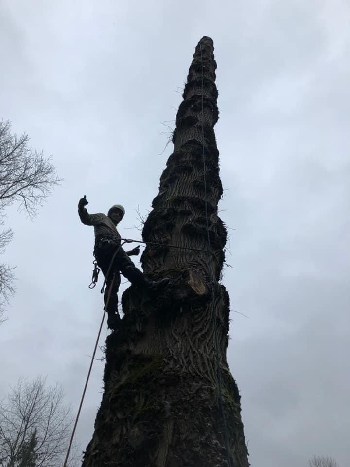 Arborist in safety gear on tall, bare tree, thumbs up. Overcast sky.