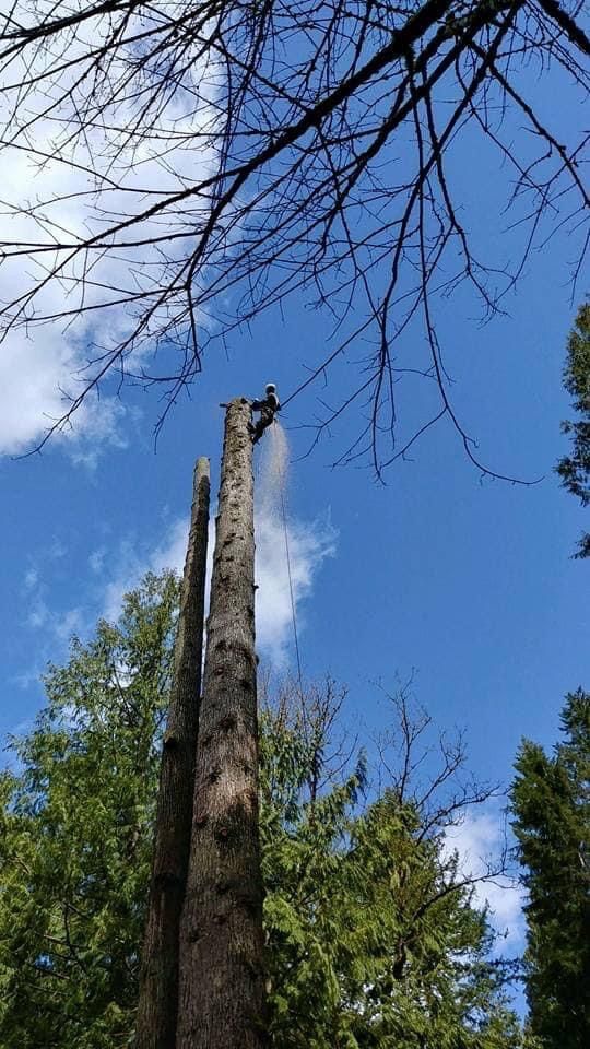 Arborist atop tall tree trunk, sawing branches against a blue sky, surrounded by other trees.