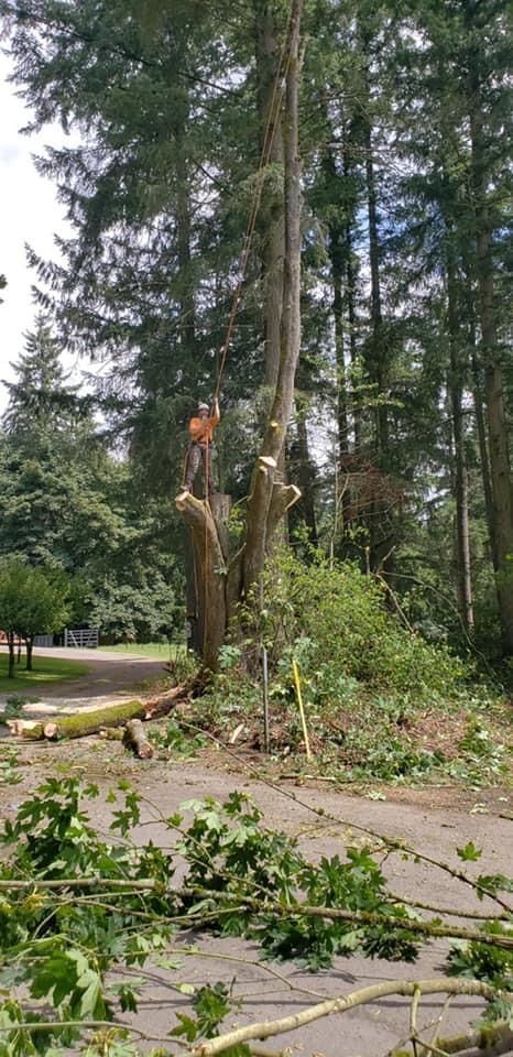 A tree being cut down; an arborist works at the top. Branches litter a road. Forest background.