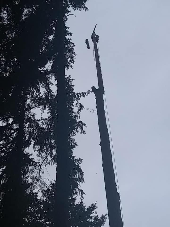 Tall tree being trimmed against a gray sky. Another tree on the left.