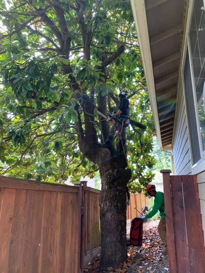 Arborist trimming tree next to a building. Another person nearby. Brown fence and building siding.