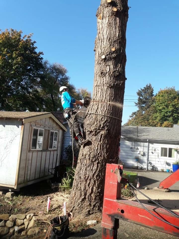 Arborist in a tree, cutting branches near a shed and houses, sunny day.