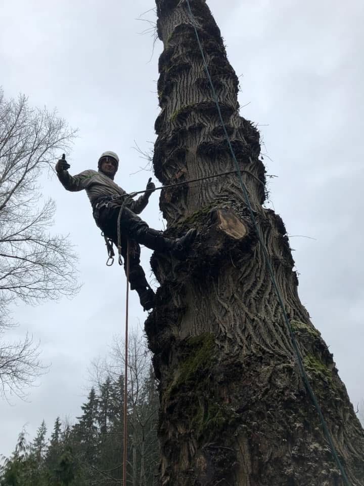 Arborist in safety gear, climbing a tall tree with visible scars, thumbs up, overcast day.