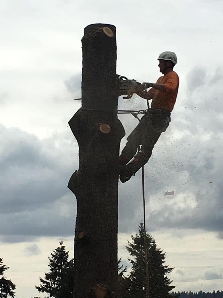 Tree arborist using chainsaw on tall tree trunk, suspended with ropes, in cloudy outdoors setting.