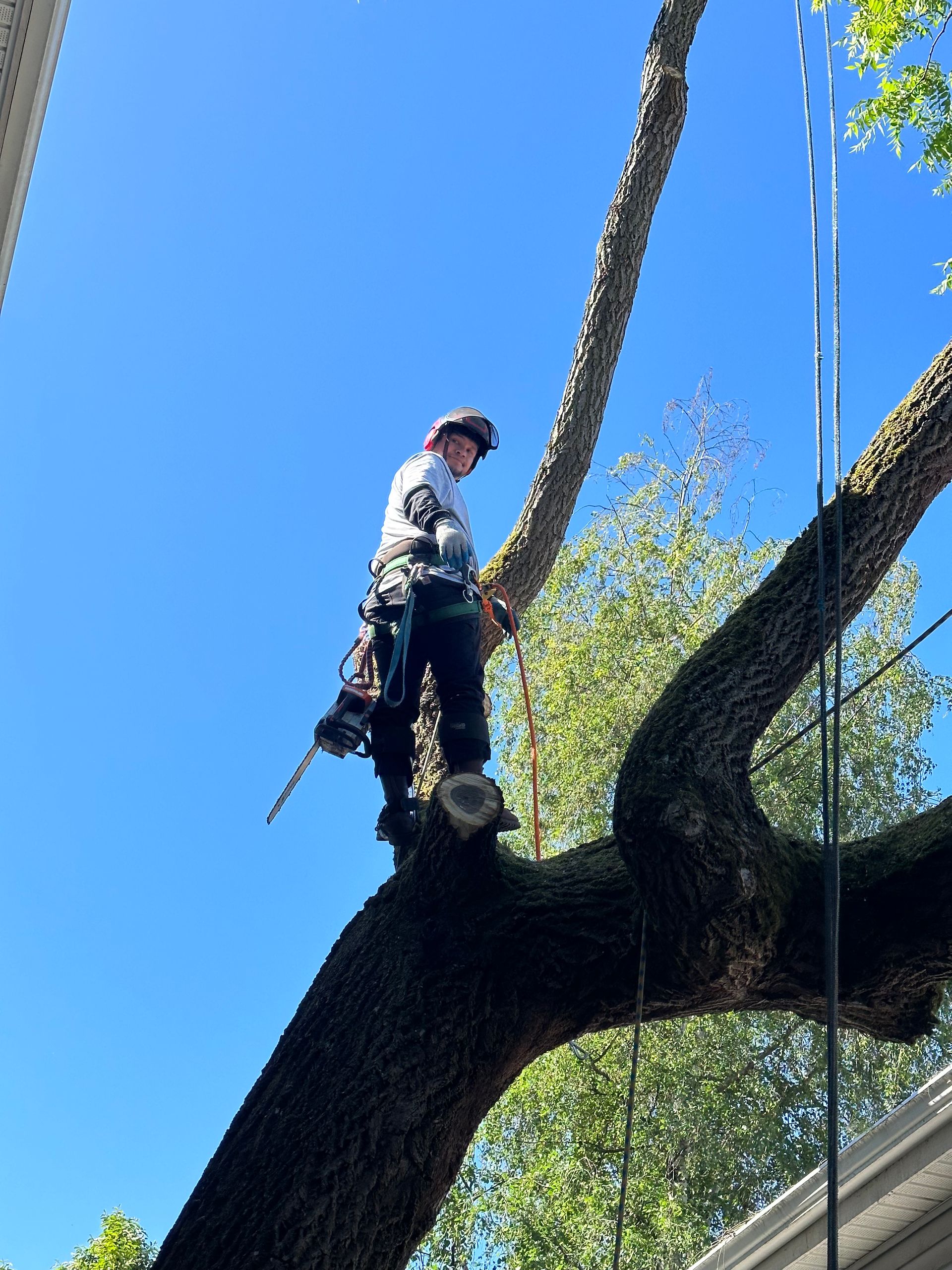 Arborist in safety gear perched on a large tree branch, sawing off a limb against a bright blue sky.
