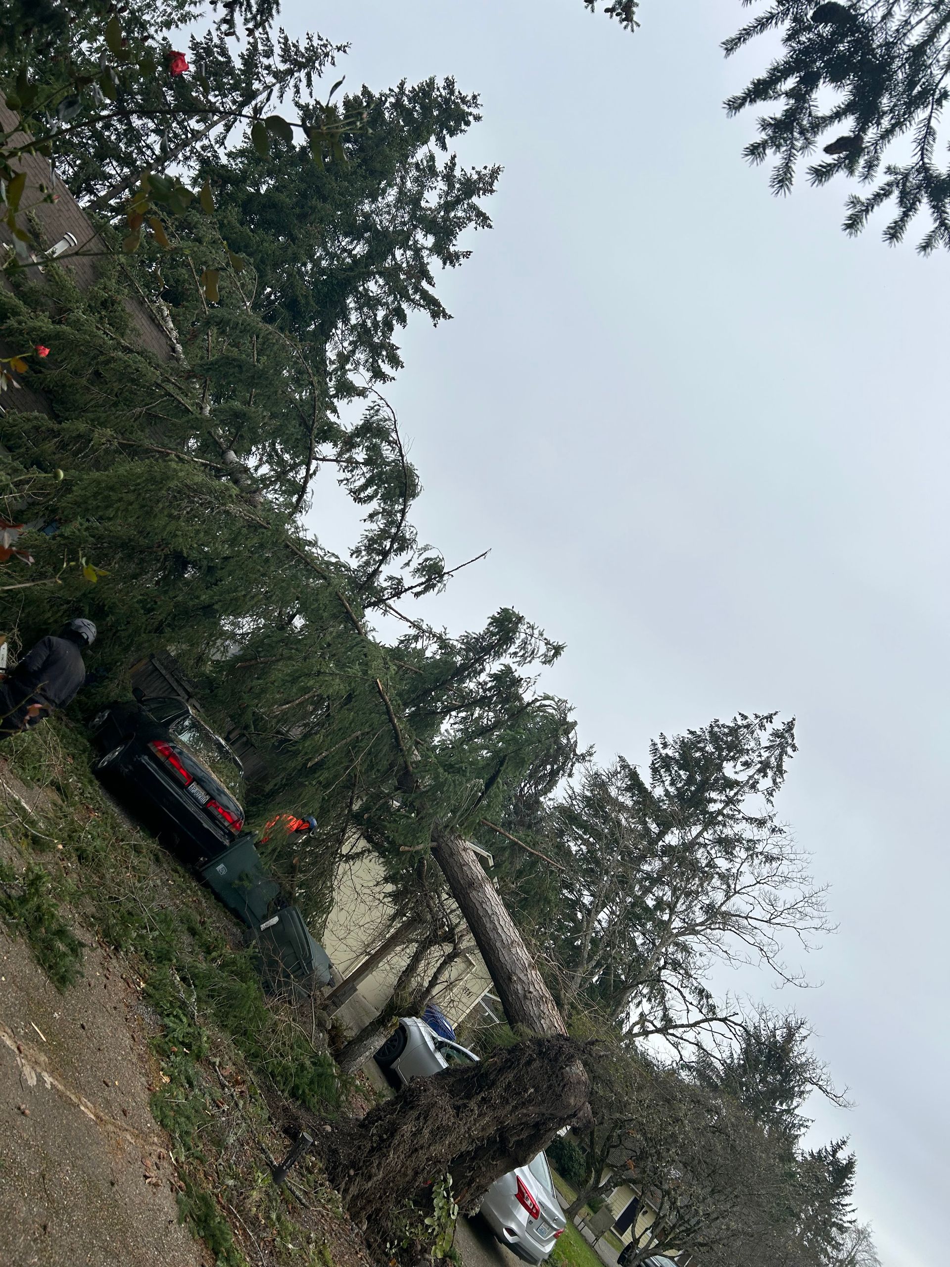 A fallen tree with a car partially visible beneath it, on a cloudy day.
