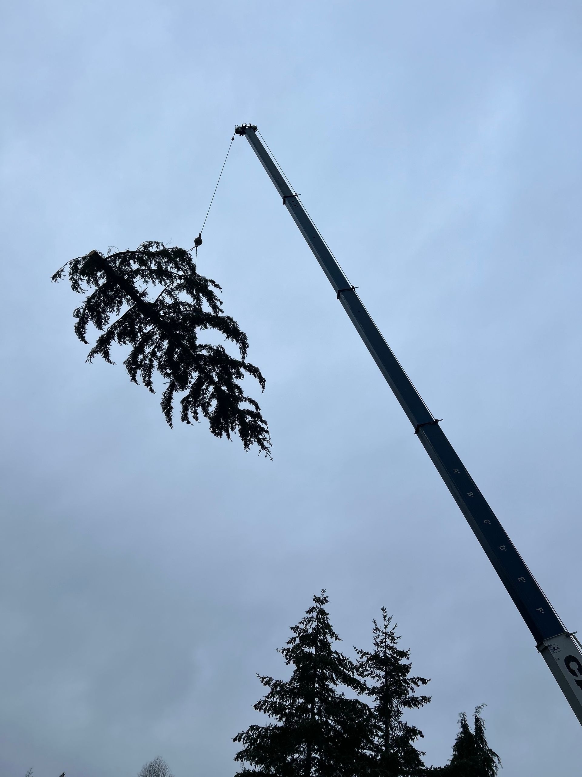 A tree branch held aloft by a crane against a cloudy sky.