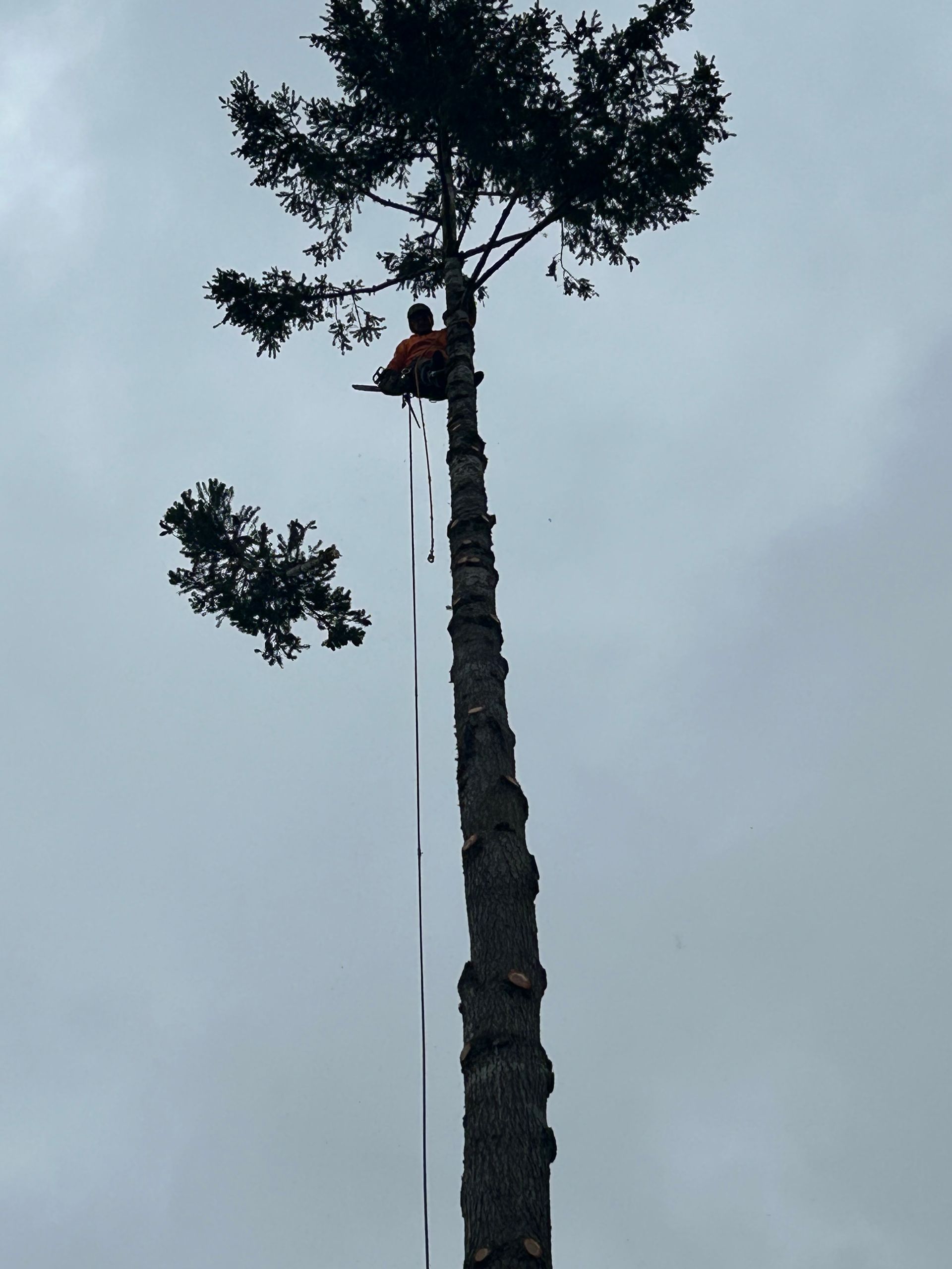Person in orange attire atop a tall tree, using a rope, under a cloudy sky.
