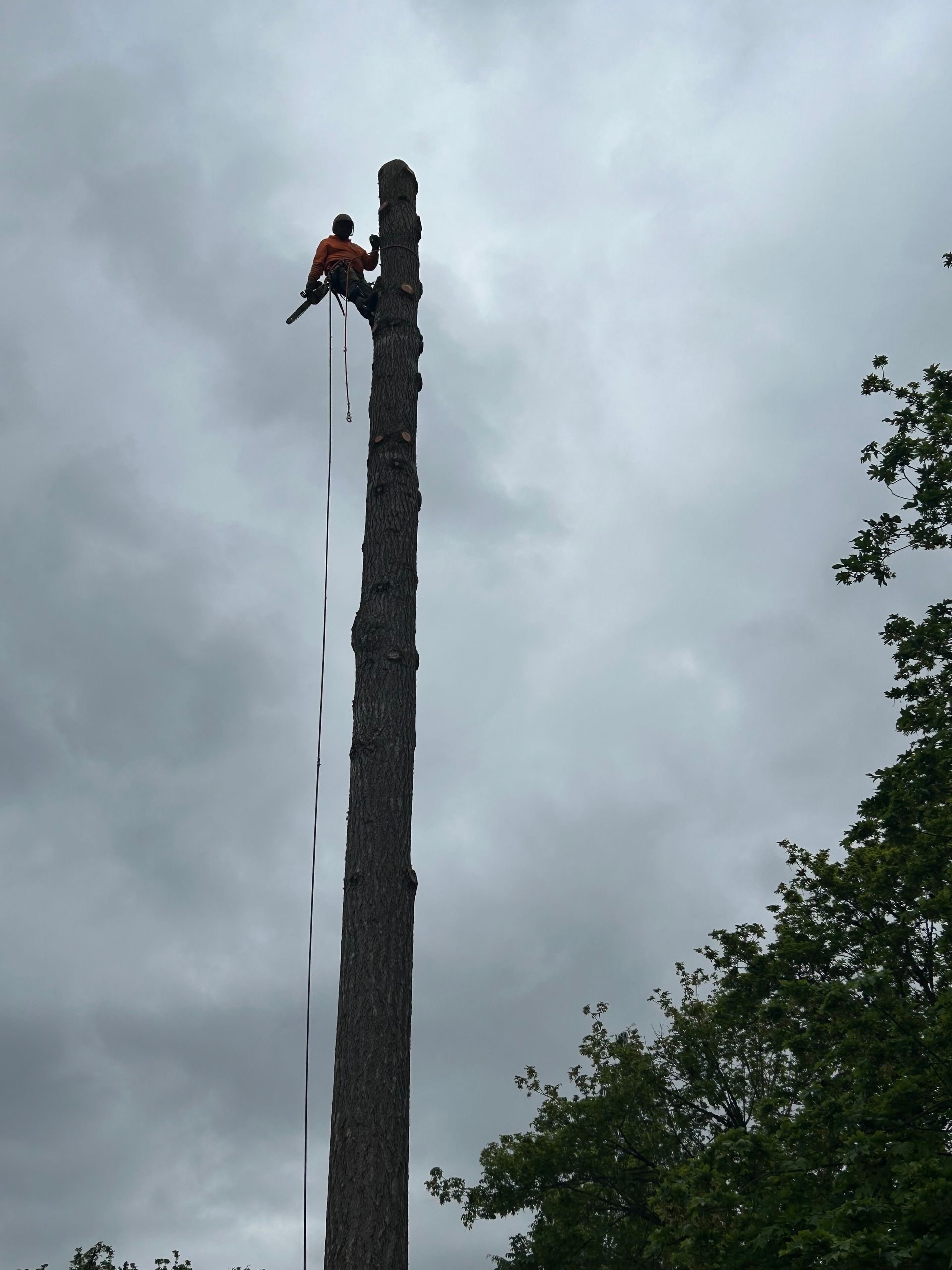 Arborist atop a tall tree trunk, sawing branches under a cloudy sky.