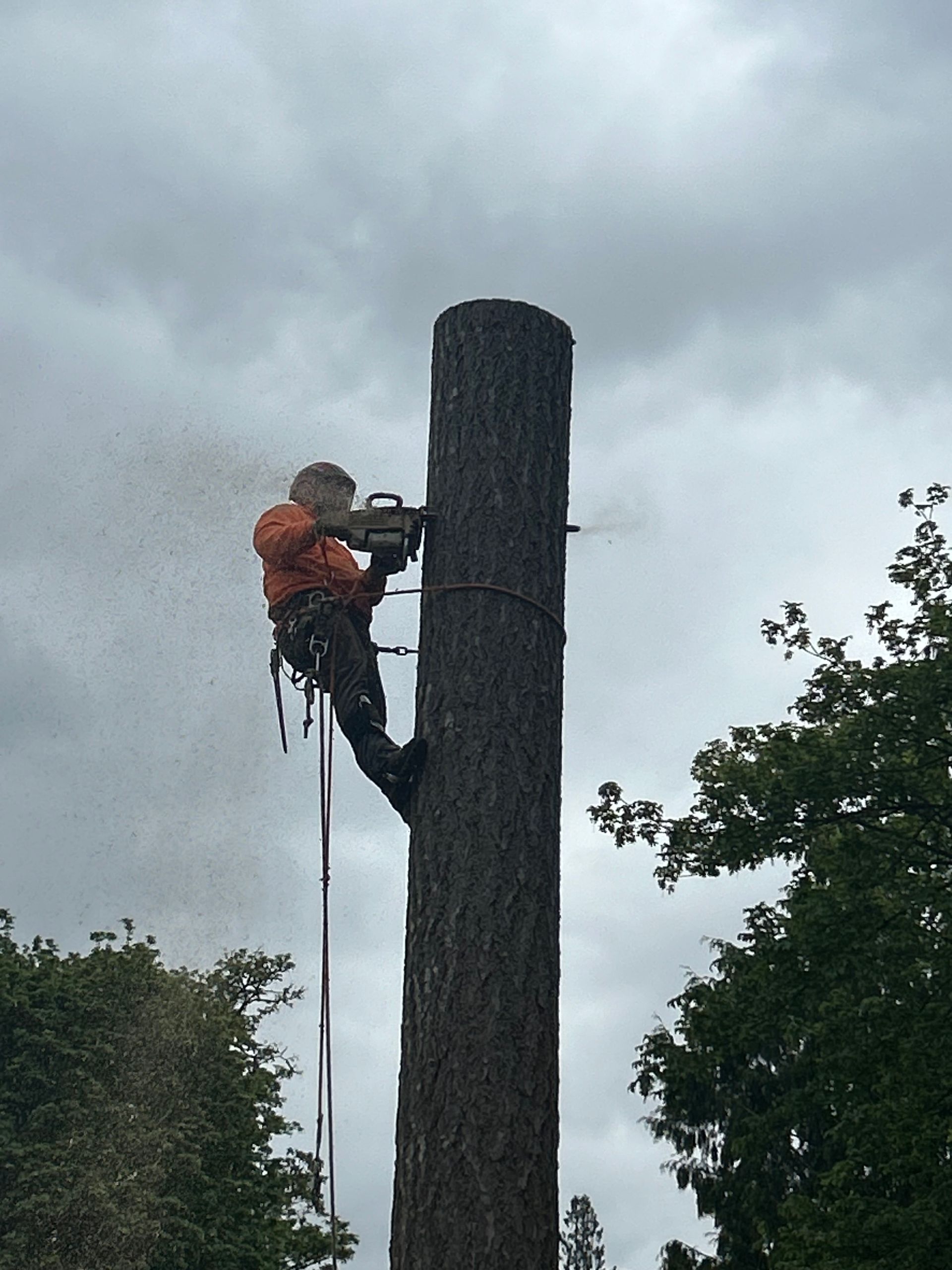 Arborist cutting a tall tree trunk with a chainsaw. He's secured with ropes, wearing orange clothing against a cloudy sky.