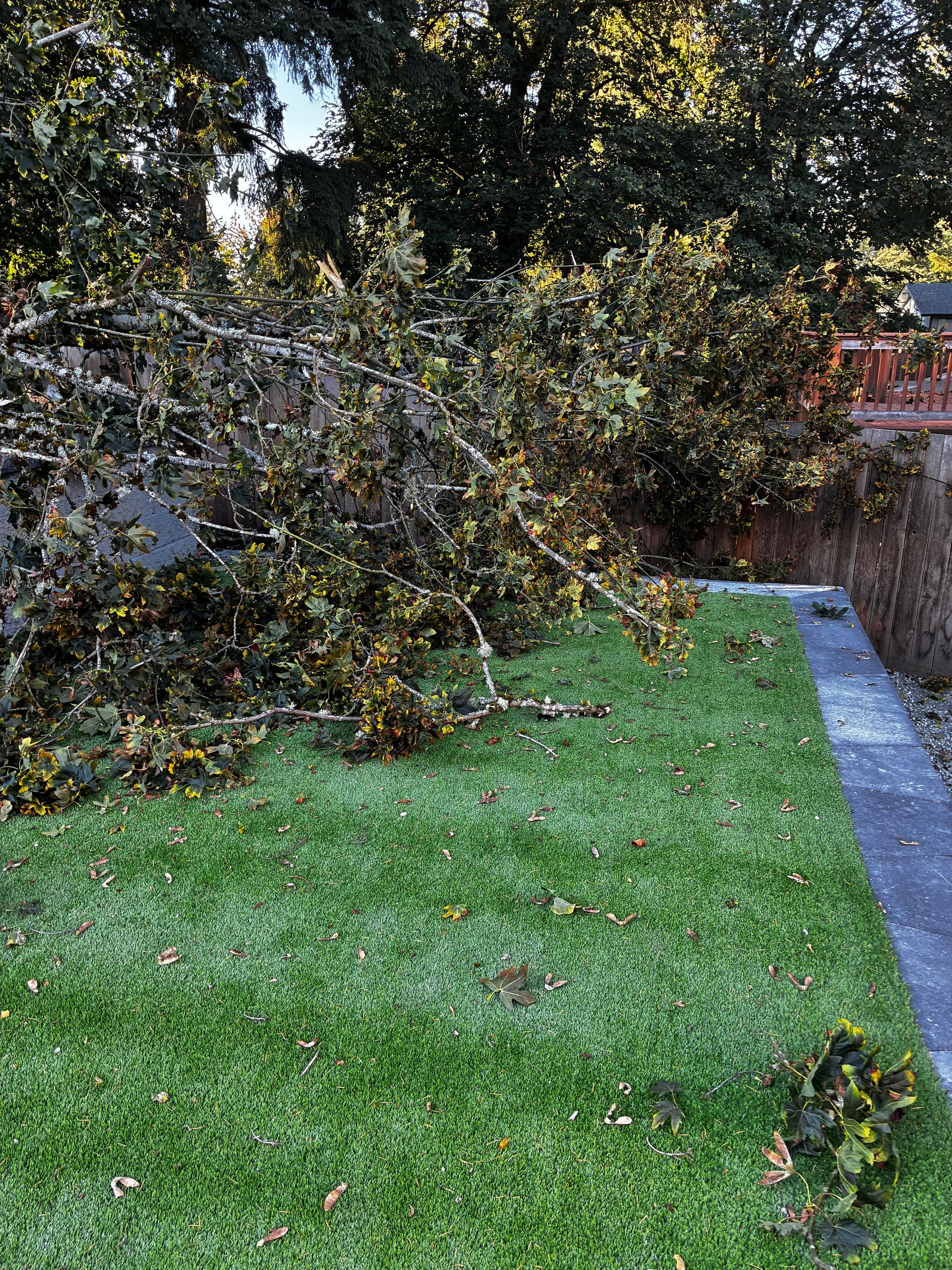 Fallen tree branches on green grass in a yard, next to a stone walkway and hedge.