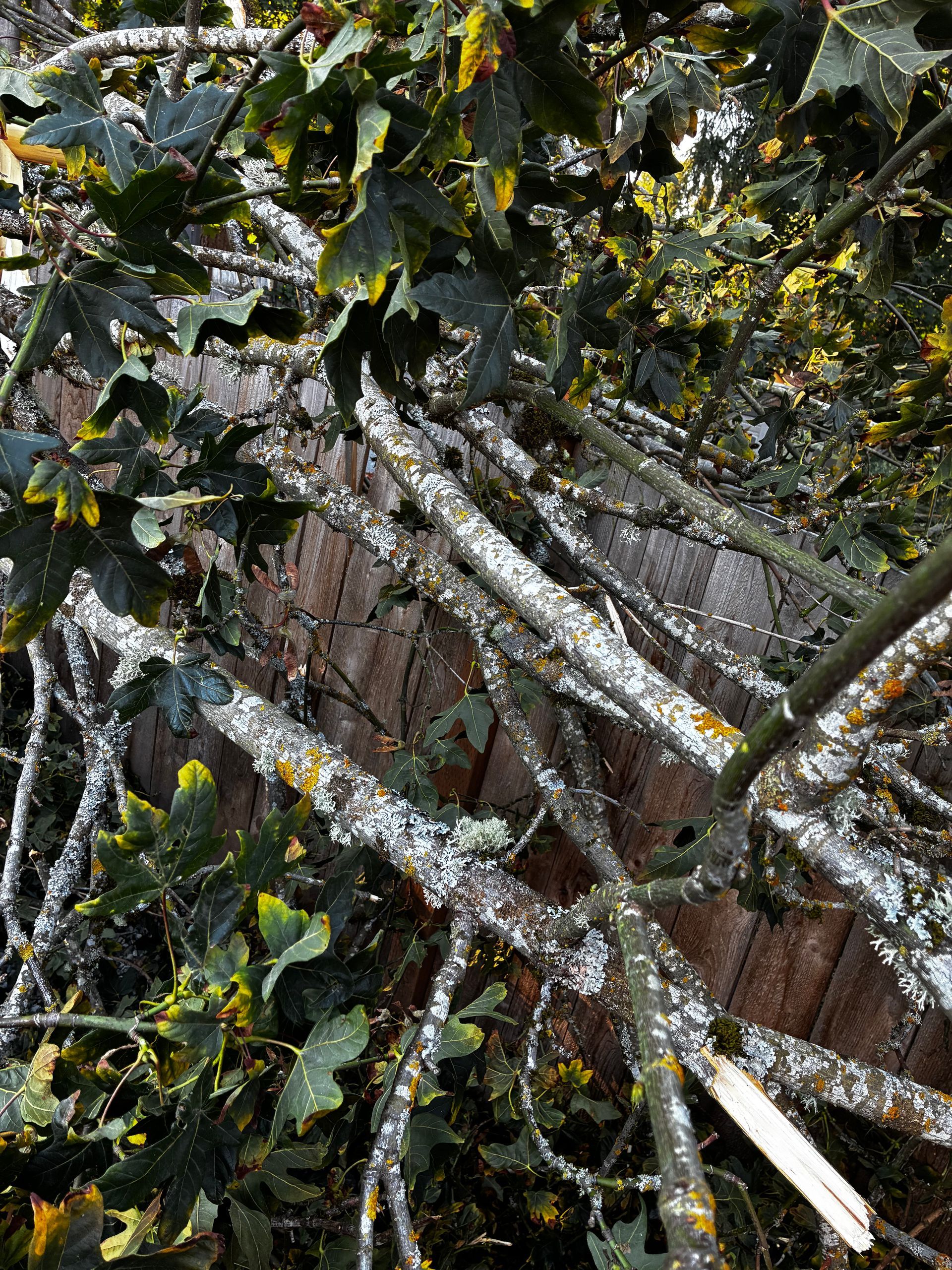 Branches with white patches over a brown fence, with green and yellow leaves.