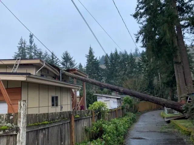 Fallen tree on house and power lines; overcast day.