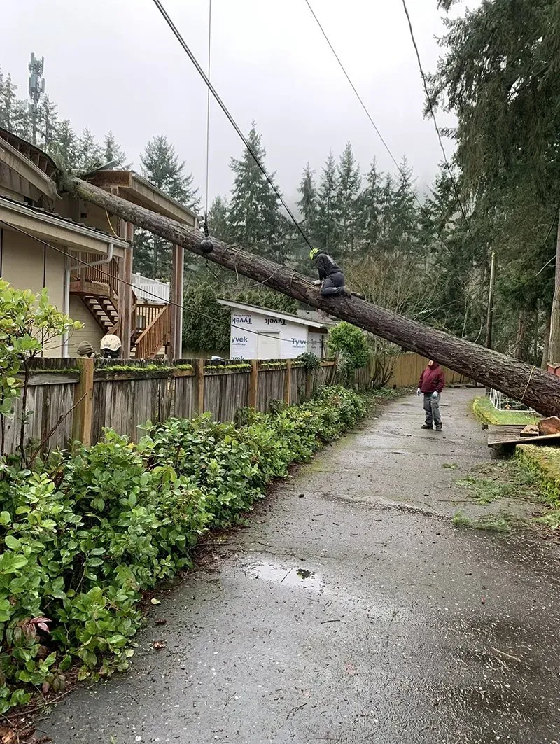 Fallen tree on power lines blocks a driveway. Person stands nearby. Overcast day.