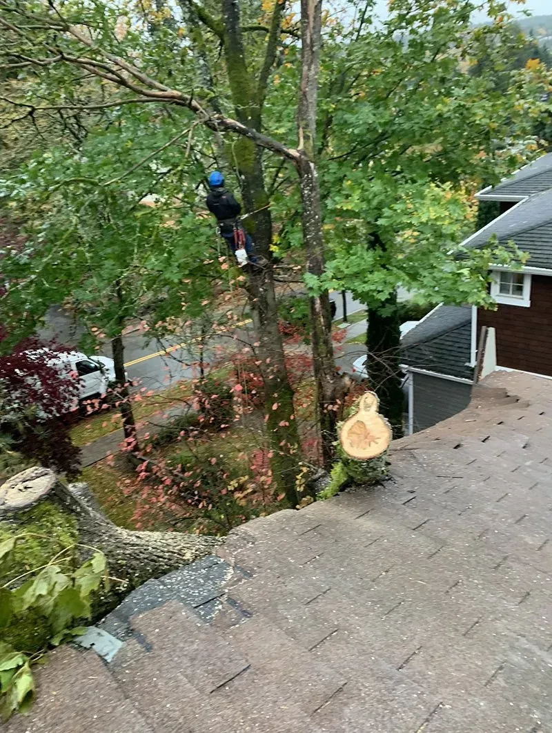 Person in tree trimming branches near a roof; street and houses in background.