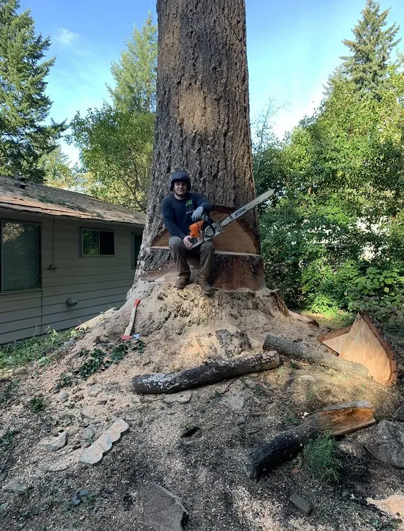 Person sitting on a large tree stump with a chainsaw, tree trunk with cut section, house in background.