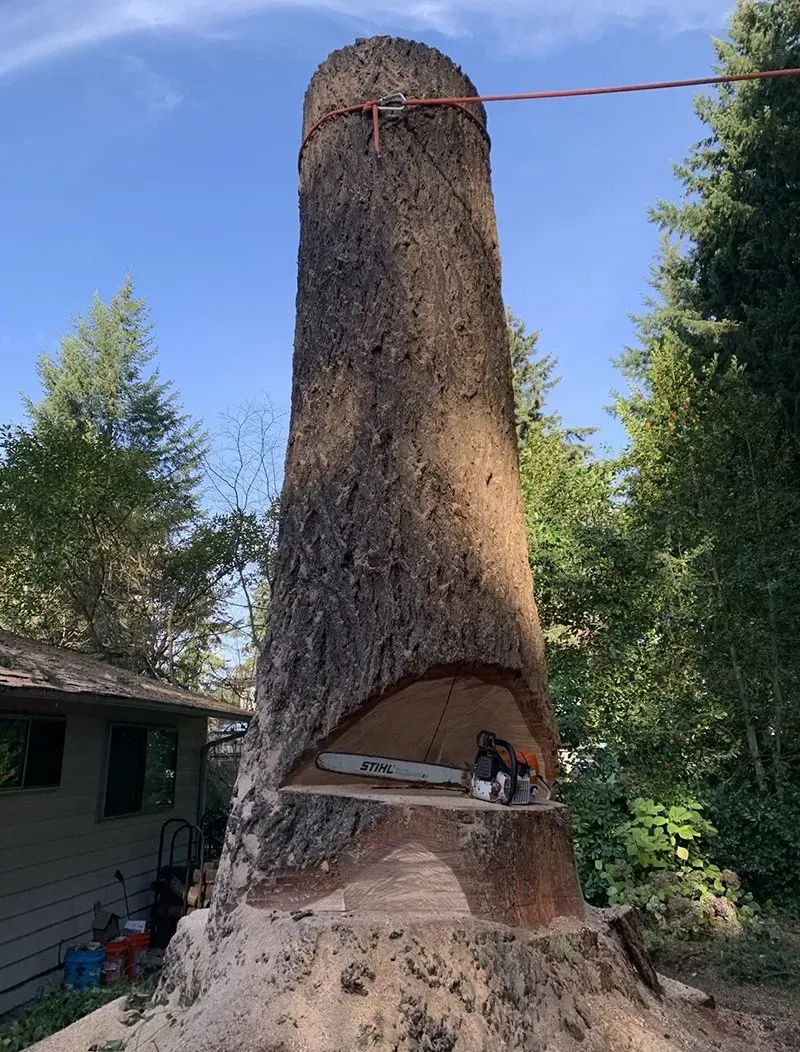 A tall tree trunk being cut down with a chainsaw. A red rope is tied to the top. Outdoors.